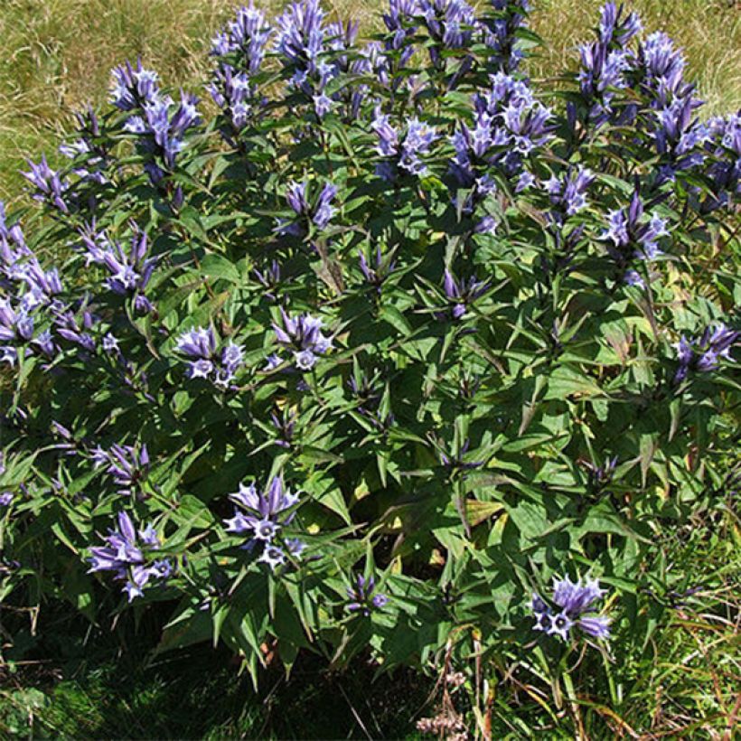 Gentiana asclepiadea (Plant habit)