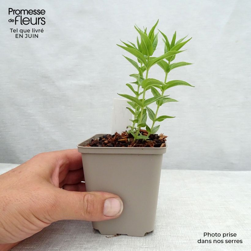 Gentiana asclepiadea 8/9 cm pot sample as delivered in summer