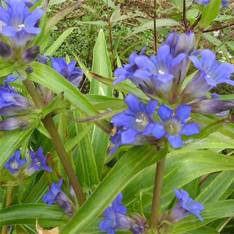 Gentiana dahurica (Flowering)