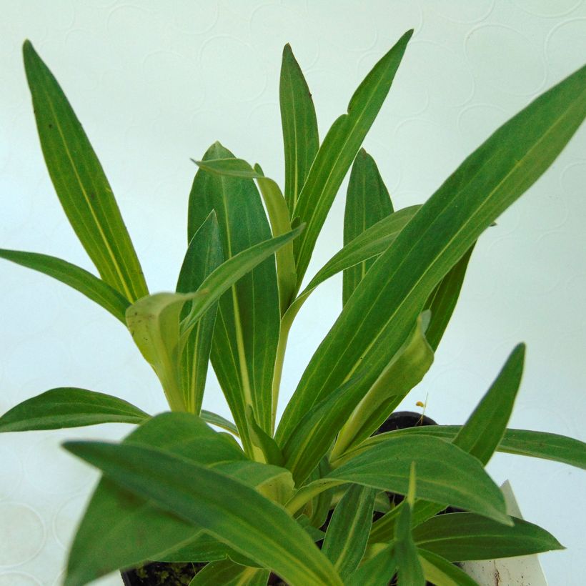 Gentiana dahurica (Foliage)