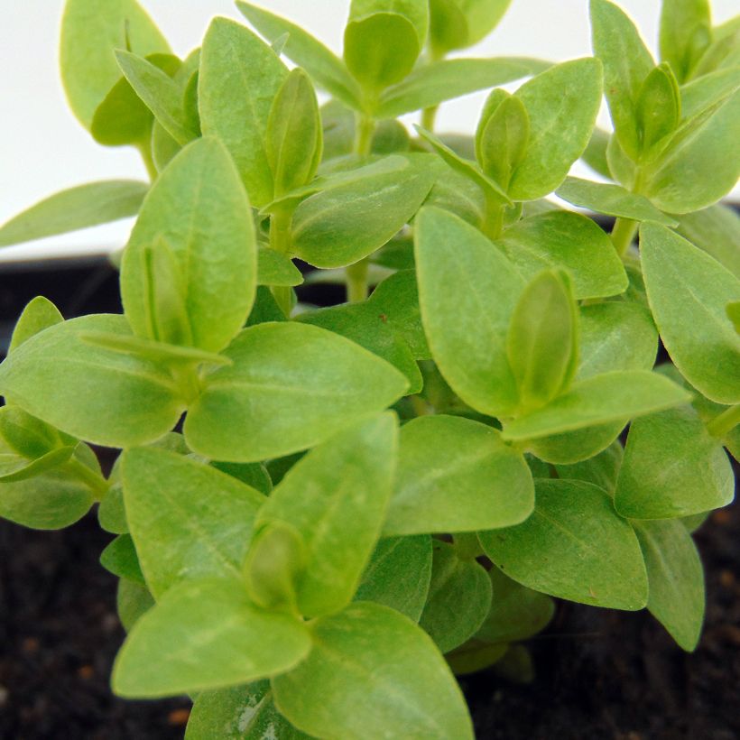 Gentiana scabra Royal Stripes (Foliage)