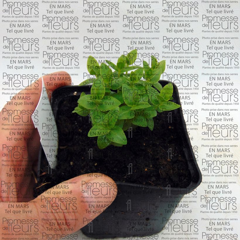 Example of Gentiana scabra Royal Stripes 8/9 cm pot specimen as delivered