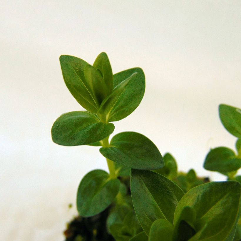 Gentiana septemfida var. lagodechiana (Foliage)