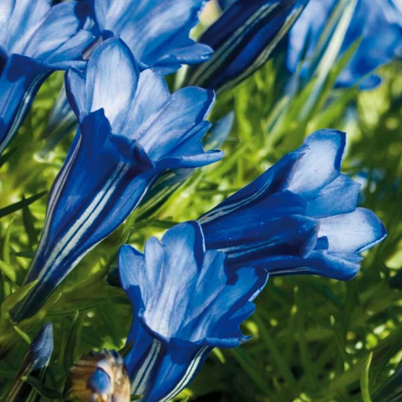 Gentiana sino-ornata (Flowering)