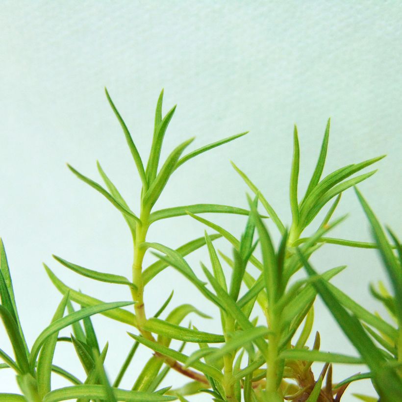 Gentiana sino-ornata (Foliage)