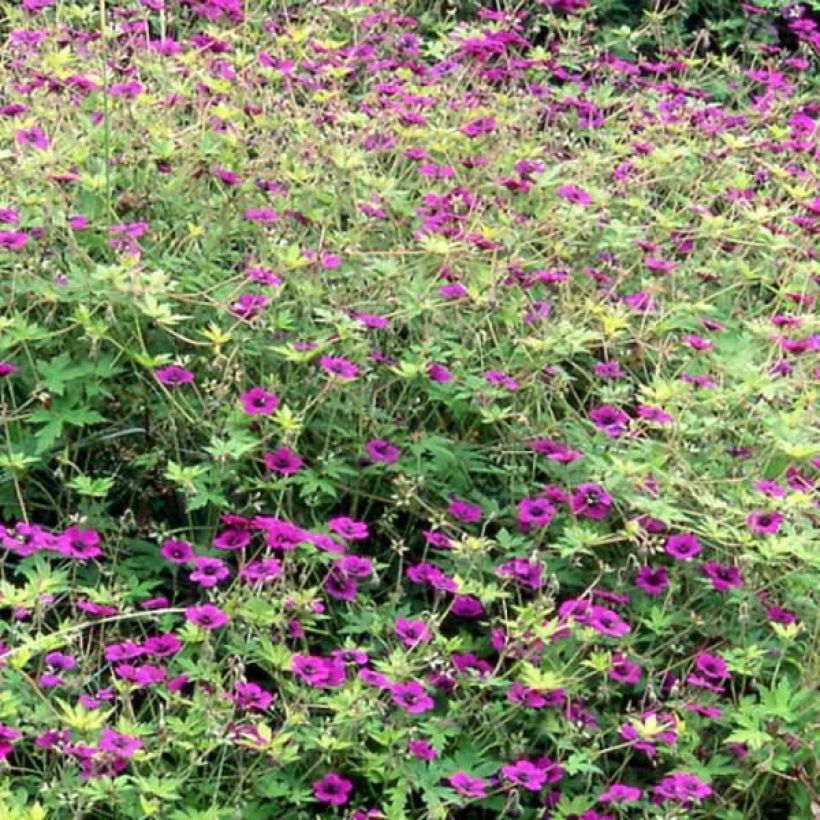 Geranium Ann Folkard (Plant habit)