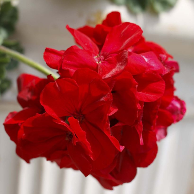 Pelargonium Cassiopeia (Flowering)