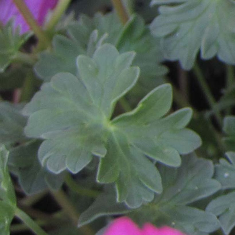 Geranium cinereum Carol (Foliage)