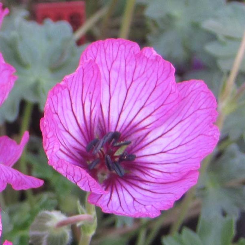 Geranium cinereum Carol (Flowering)