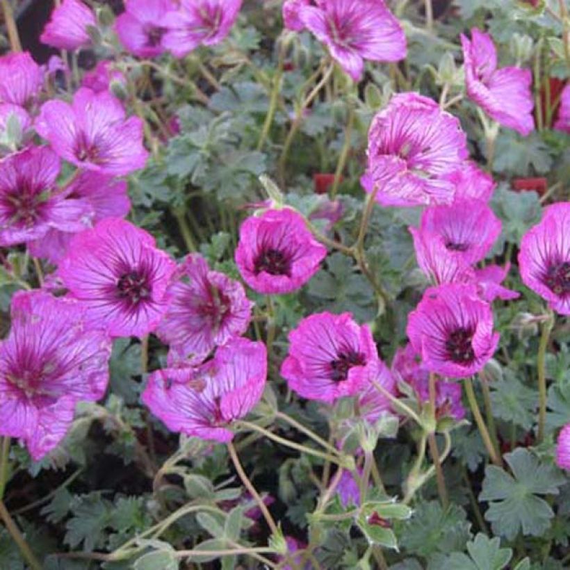 Geranium cinereum Carol (Plant habit)