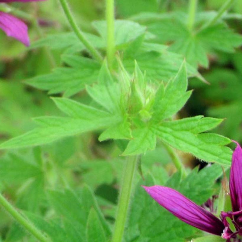 Geranium psilostemon Catherine Deneuve (Foliage)