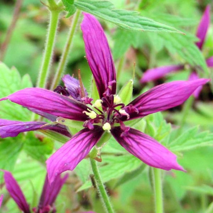 Geranium psilostemon Catherine Deneuve (Flowering)