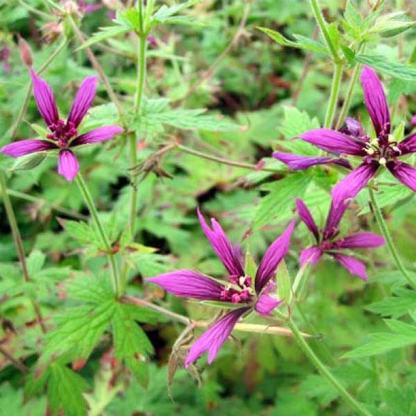 Geranium psilostemon Catherine Deneuve (Plant habit)