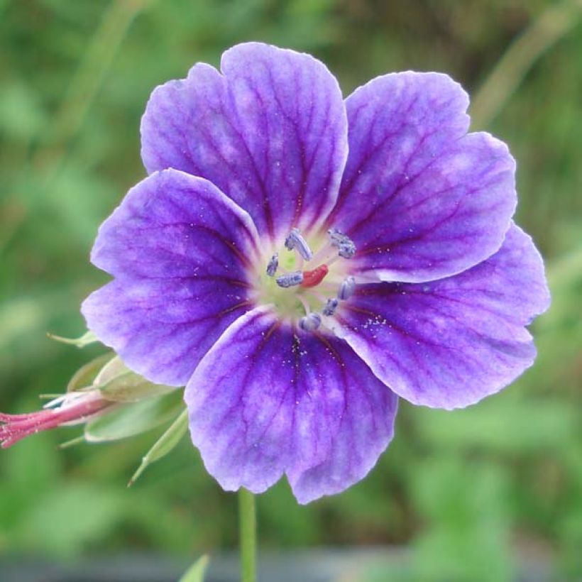 Geranium nodosum Clos du Coudray (Flowering)