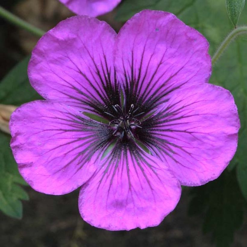 Geranium Dragon Heart (Flowering)