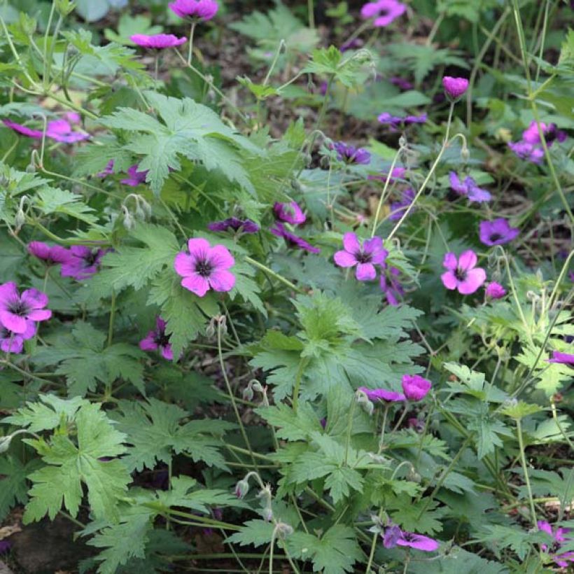 Geranium Dragon Heart (Plant habit)