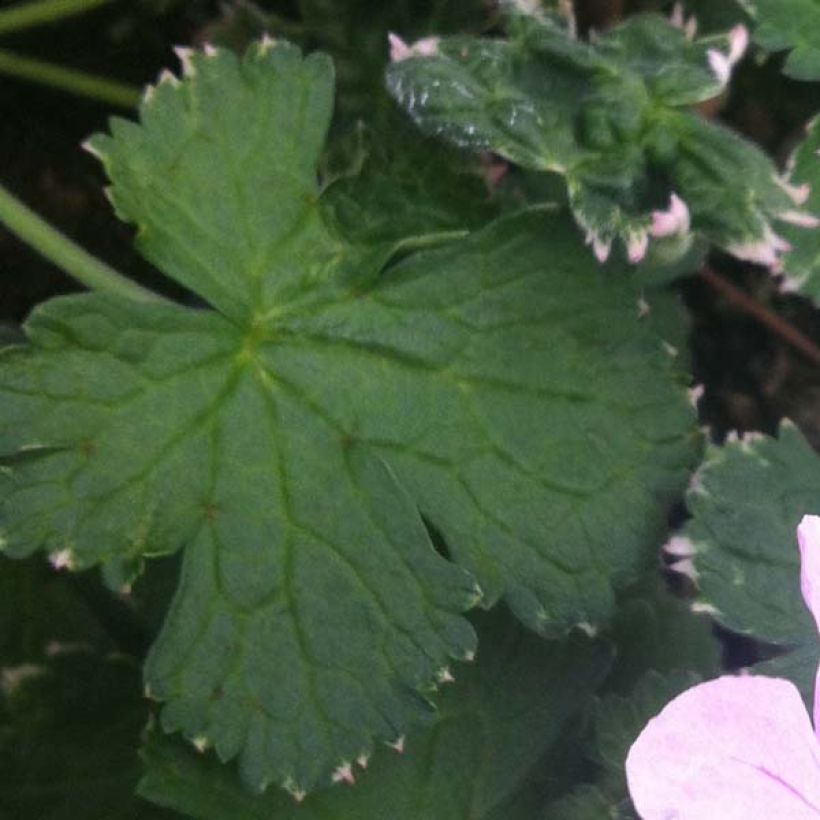 Geranium Dreamland (Foliage)