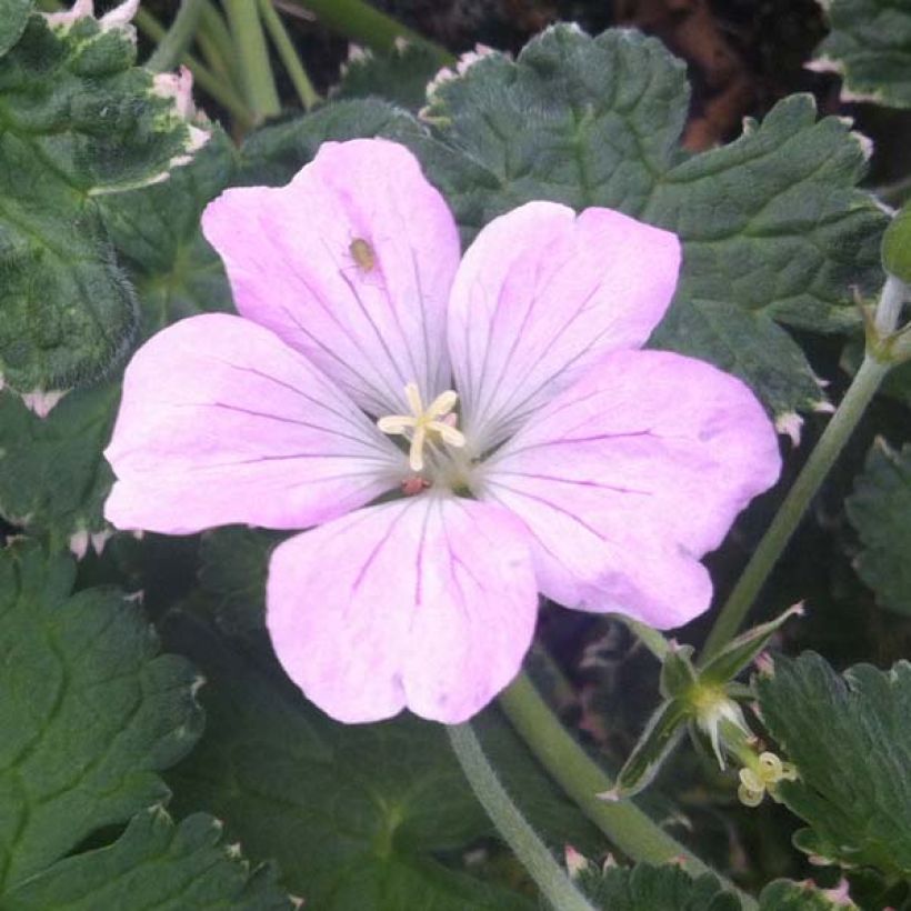 Geranium Dreamland (Flowering)