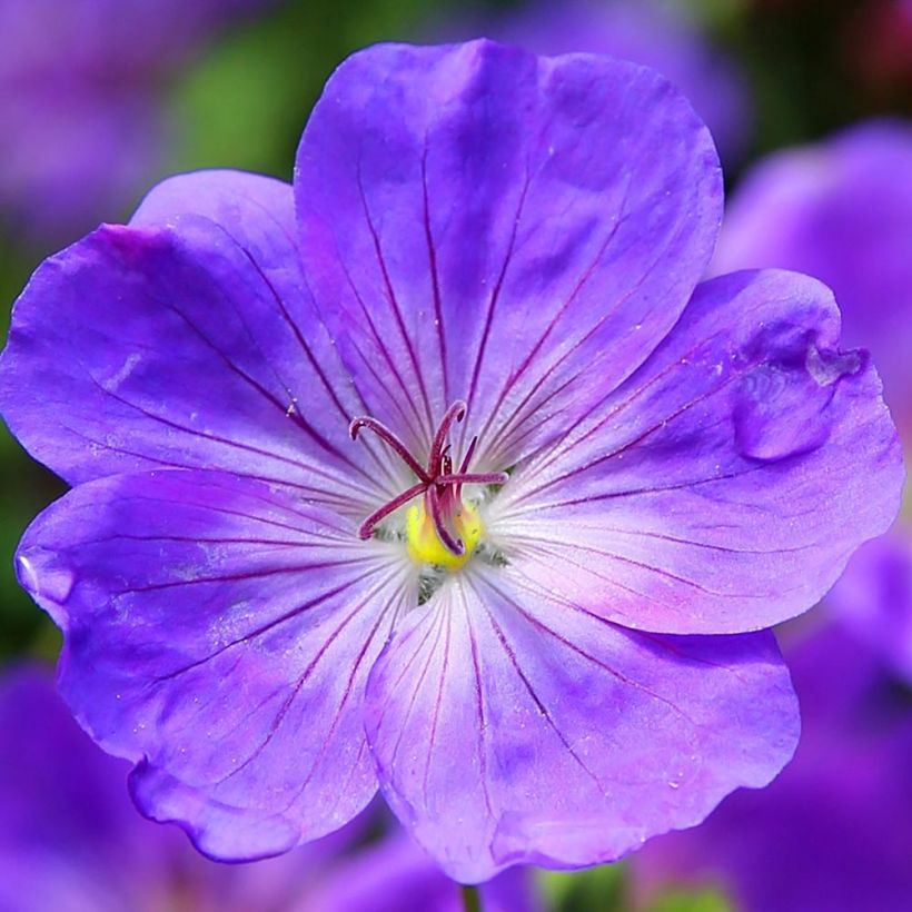 Geranium Eureka Blue (Flowering)