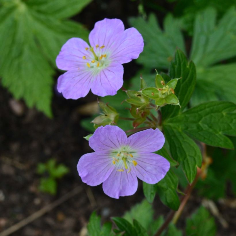 Geranium maculatum Vickie Lynn (Flowering)