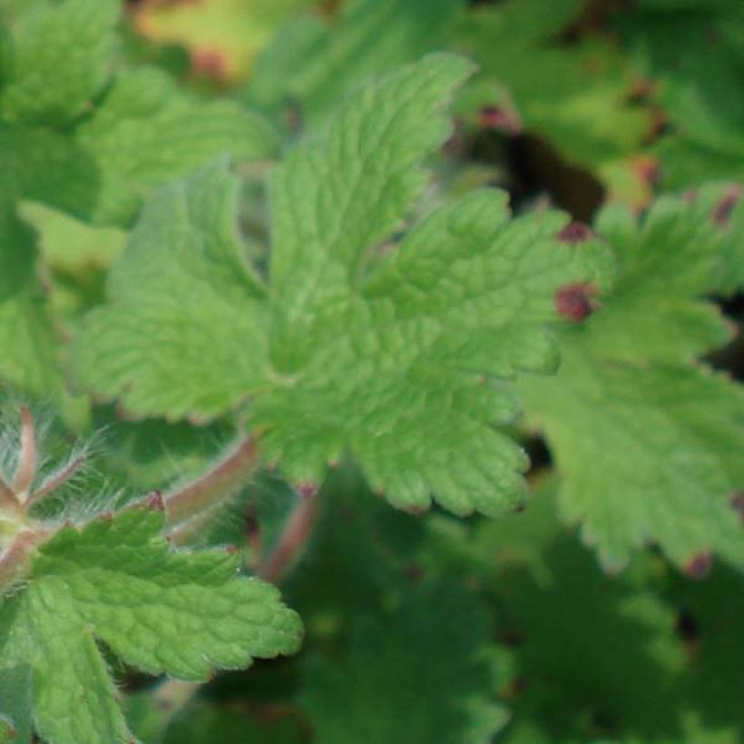 Geranium ibericum (Foliage)