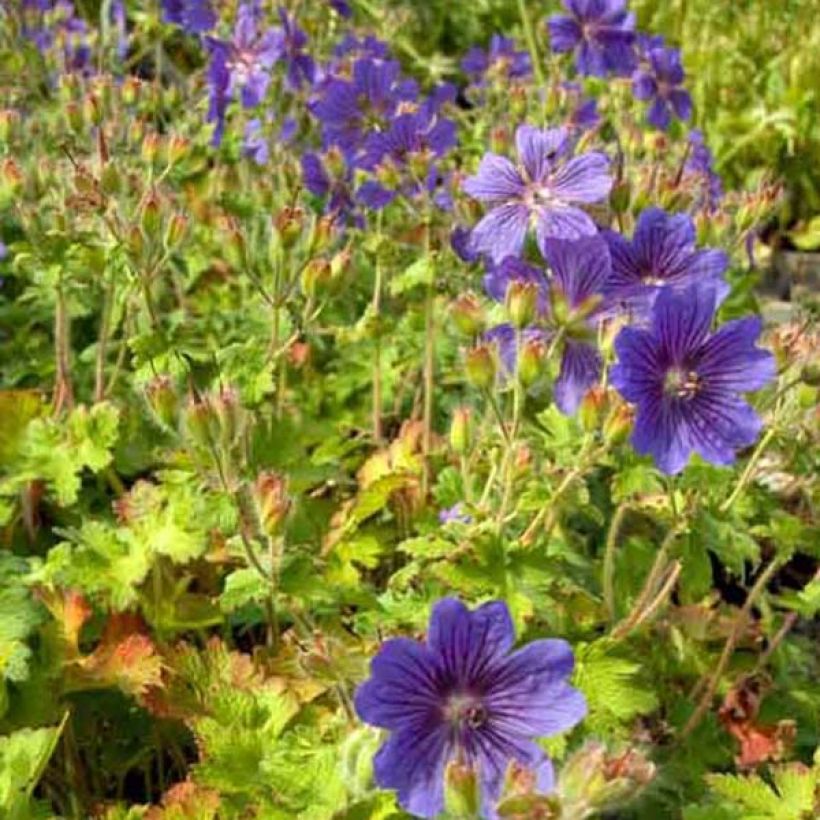 Geranium ibericum (Plant habit)