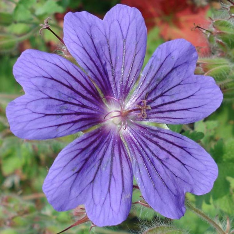 Anemone hybrida Richard Ahrens (Flowering)