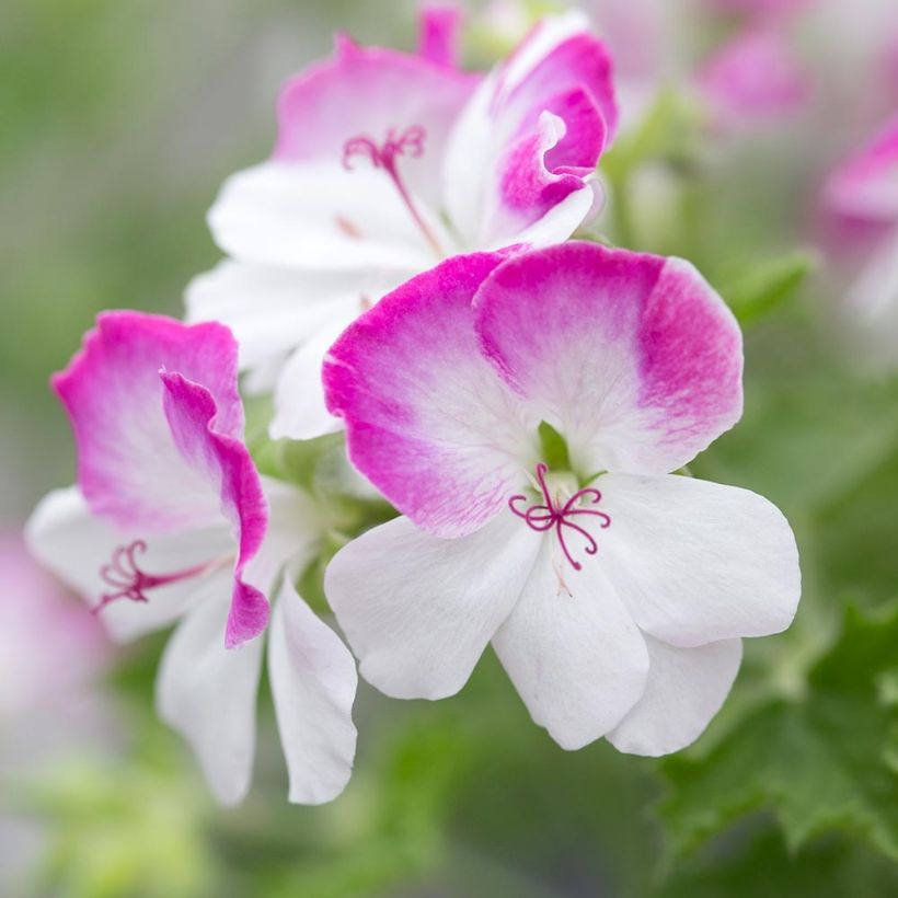 Pelargonium Mosquitaway Louise (Flowering)