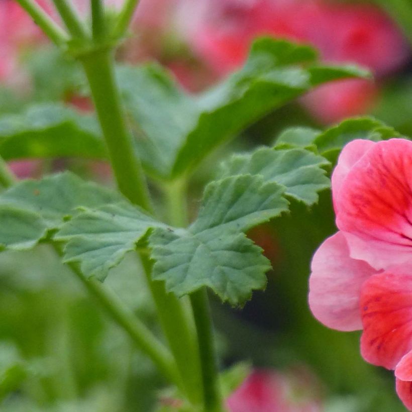 Pelargonium Paton's Unique (Foliage)