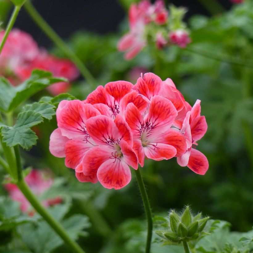 Pelargonium Paton's Unique (Flowering)