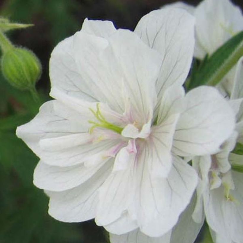 Geranium pratense Plenum Album (Flowering)