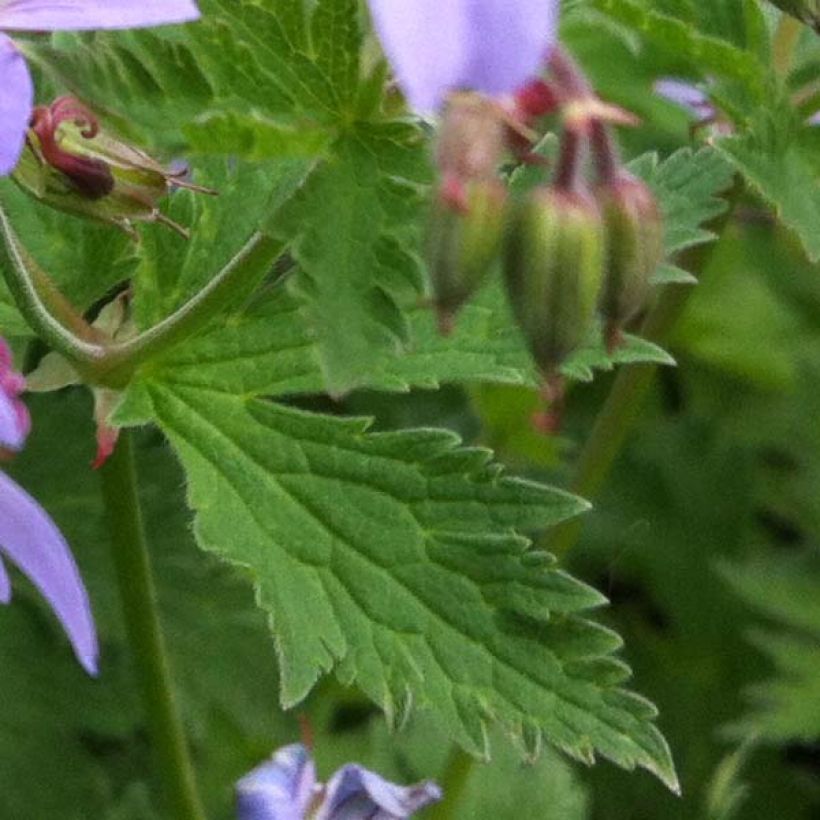 Geranium sylvaticum Prelude (Foliage)