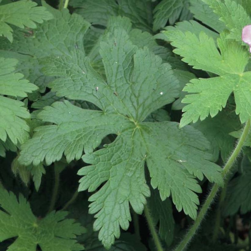 Geranium Sirak (Foliage)