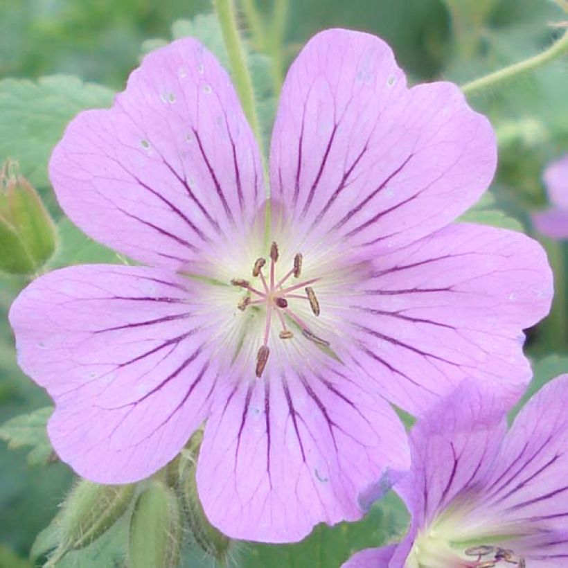 Geranium Sirak (Flowering)