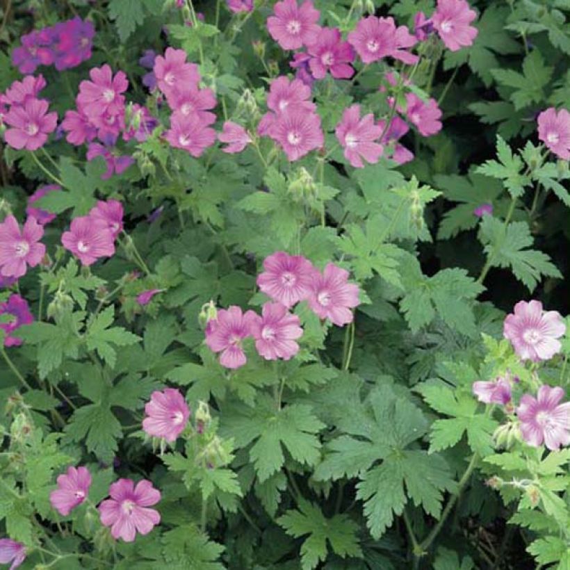 Geranium Sirak (Plant habit)