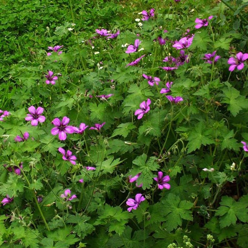 Geranium Sue Crûg (Plant habit)