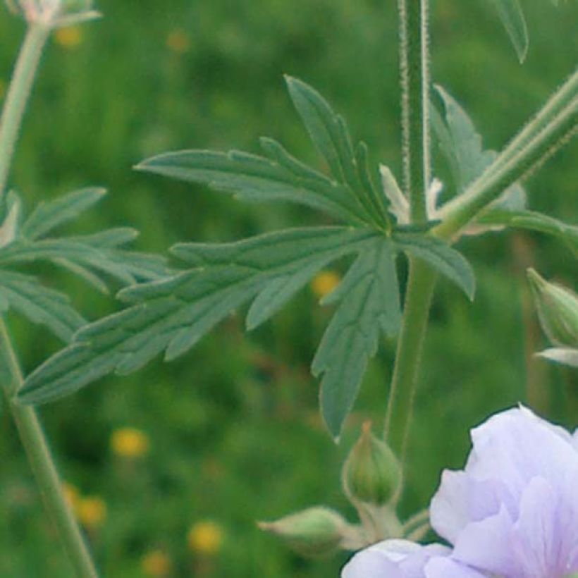 Geranium pratense Summer Skies (Foliage)