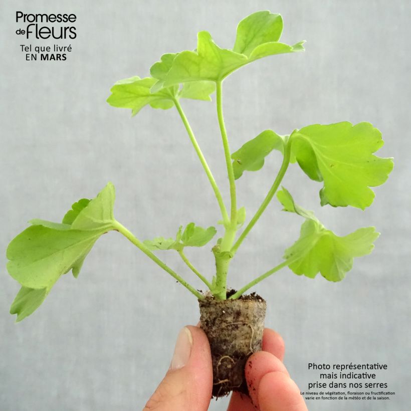 Pelargonium Two-in-One Hot Pink Splash Plug plant 3/4cm sample as delivered in spring