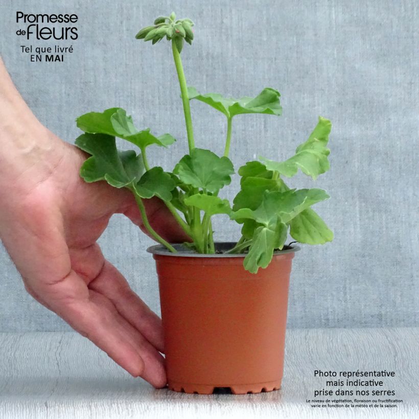 Pelargonium Two-in-One Hot Pink Splash 8/9 cm pot sample as delivered in spring