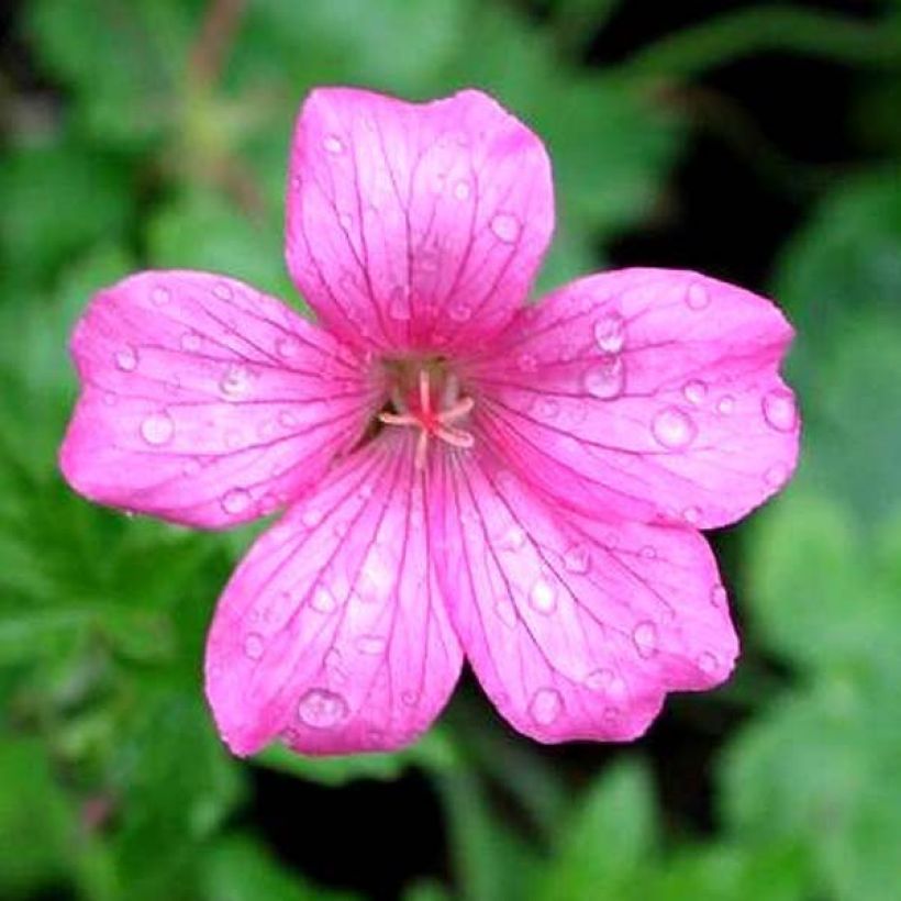 Geranium endressii Wargrave Pink (Flowering)