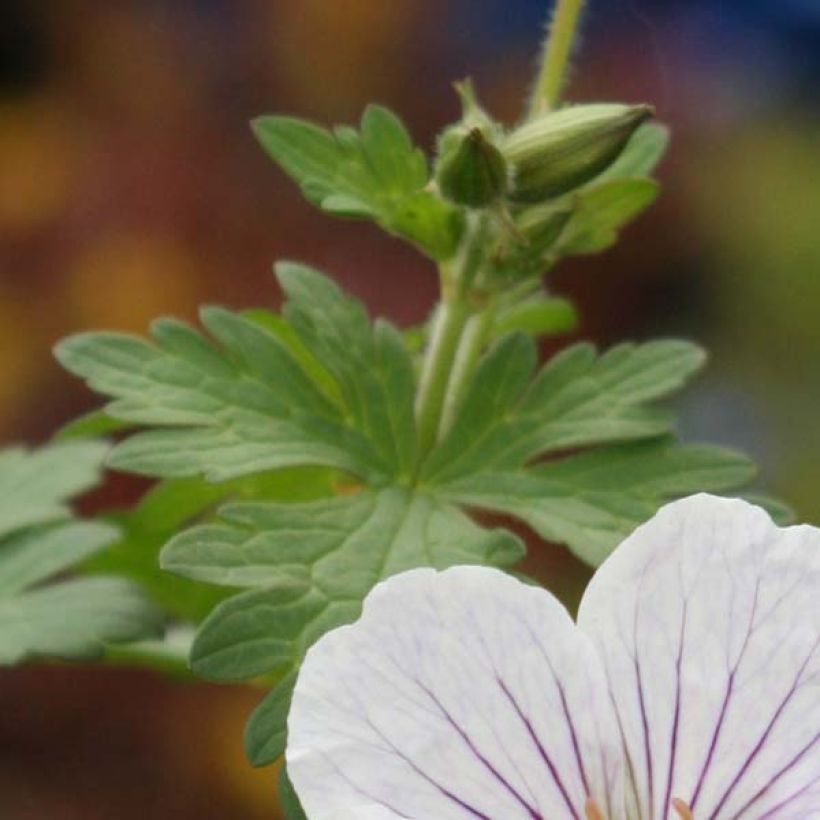 Geranium himalayense Derrick Cook (Foliage)