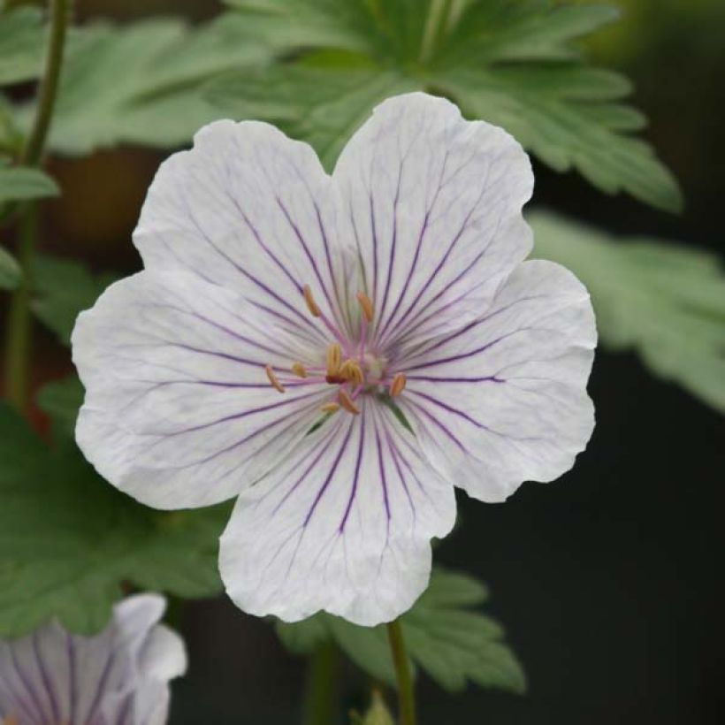 Geranium himalayense Derrick Cook (Flowering)