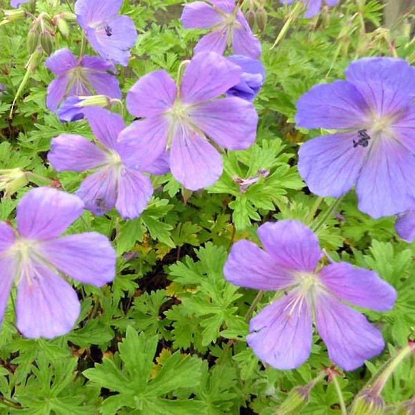 Geranium himalayense Irish Blue (Foliage)