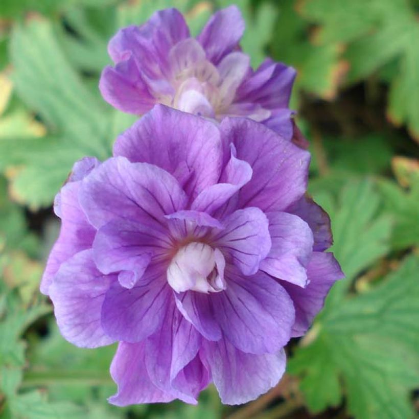 Geranium himalayense Plenum (Flowering)