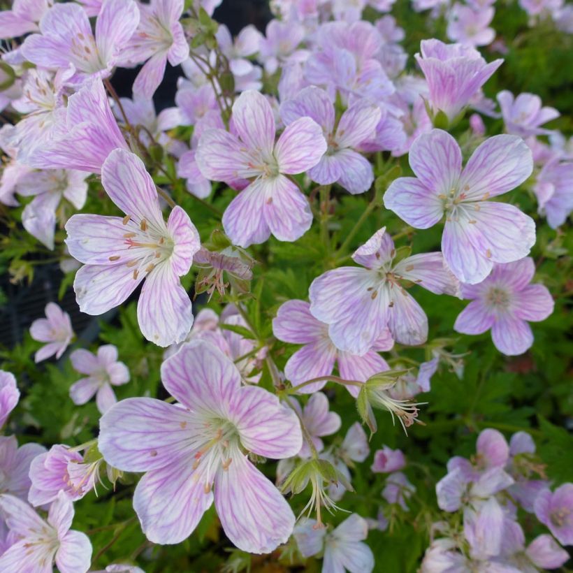 Geranium Melinda (Flowering)