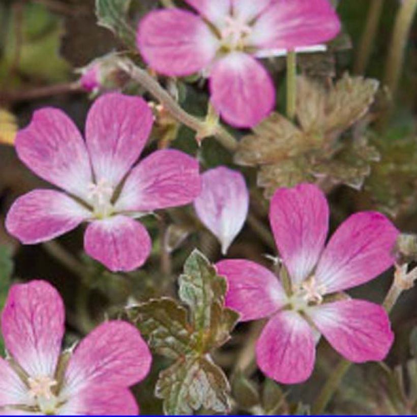 Geranium oxonianum Orkney Cherry (Flowering)