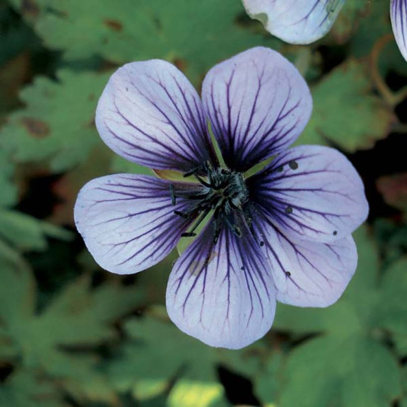 Geranium lambertii  procurrens Salomé (Flowering)