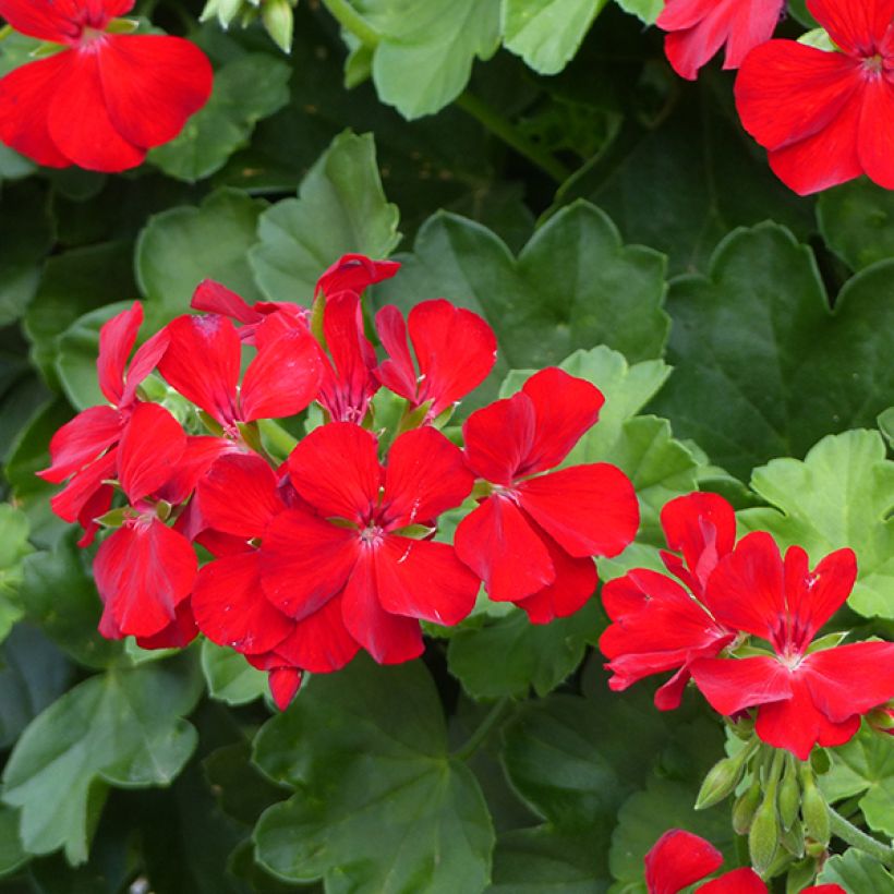 Pelargonium TwoinOne Dark Red (Flowering)