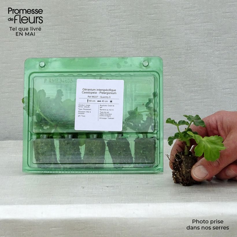 Pelargonium Cassiopeia Plug plant 3/4cm sample as delivered in spring