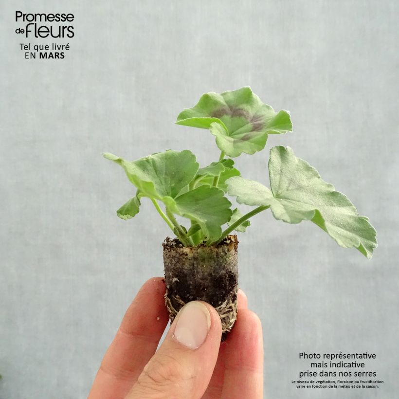 Pelargonium Interspecific Specials Alm-Geranium Scarlet Plug plant 3/4cm sample as delivered in spring